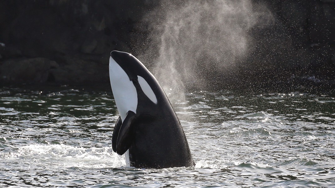 Vancouver Island whale watching