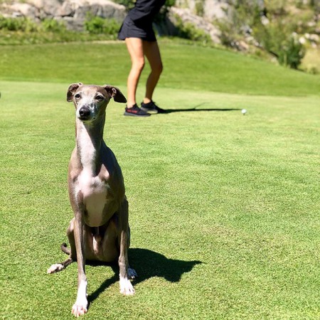 pets and pars dog-friendly golf