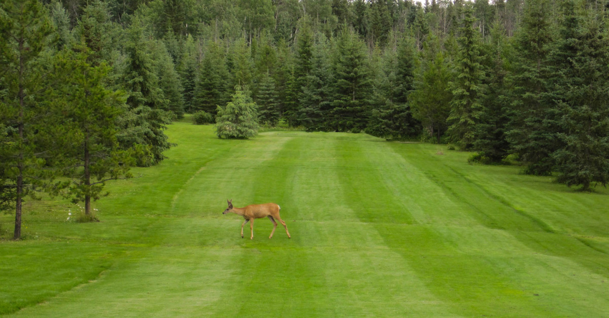 Northern BC golf courses